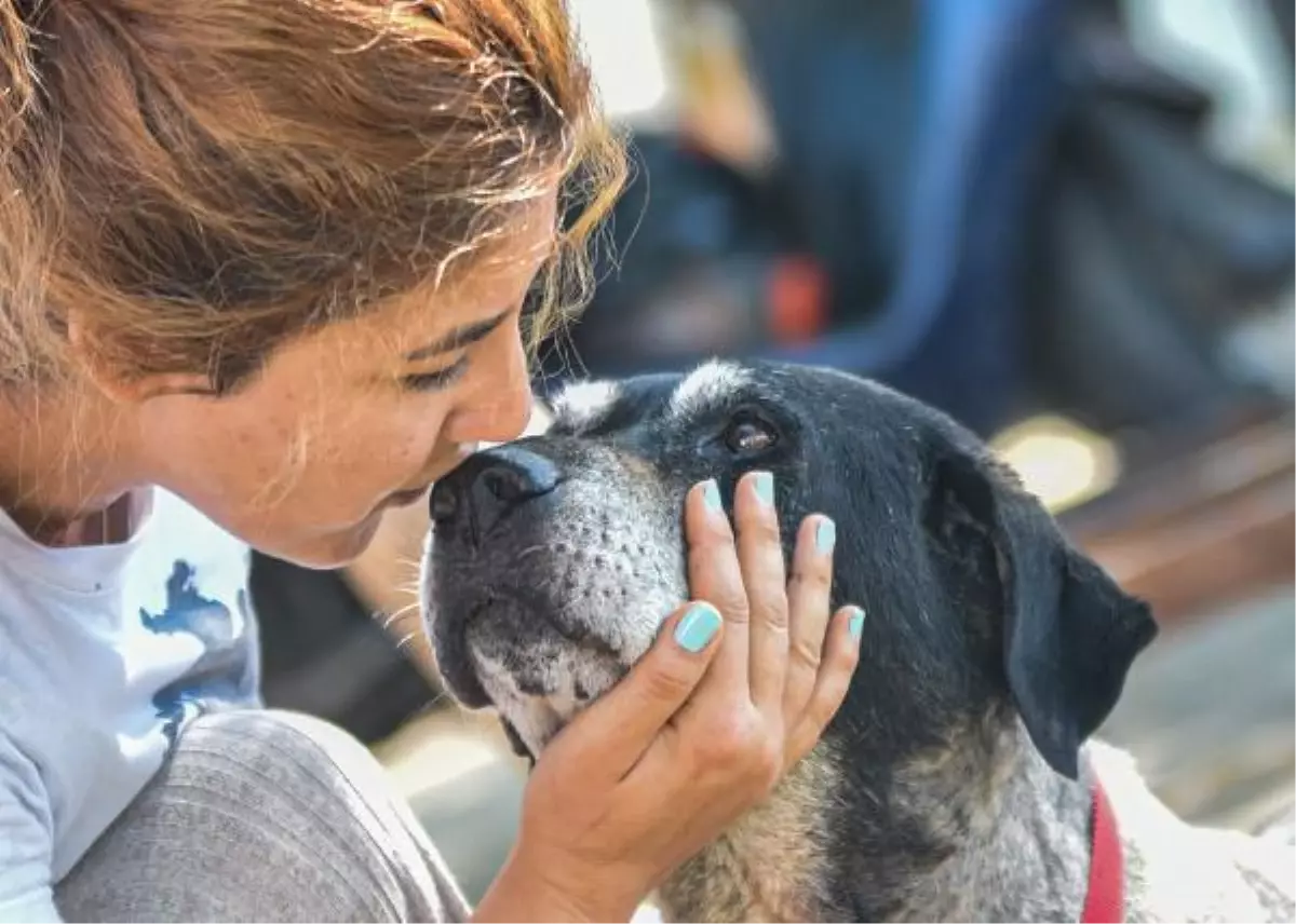 "Havrita\'da işaretlenen sokak köpekleri öldürülüyor" tartışması