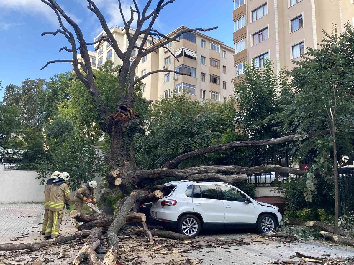 Kadıköy\'de 150 yıllık meşe ağacı park halindeki 6 aracın üstüne devrildi