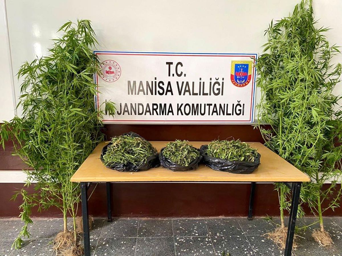 Manisa\'da 1983 kök kenevir bitkisi ele geçirildi