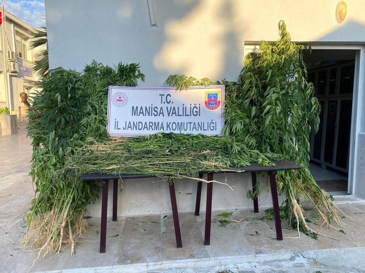 Manisa\'da kenevir operasyonu