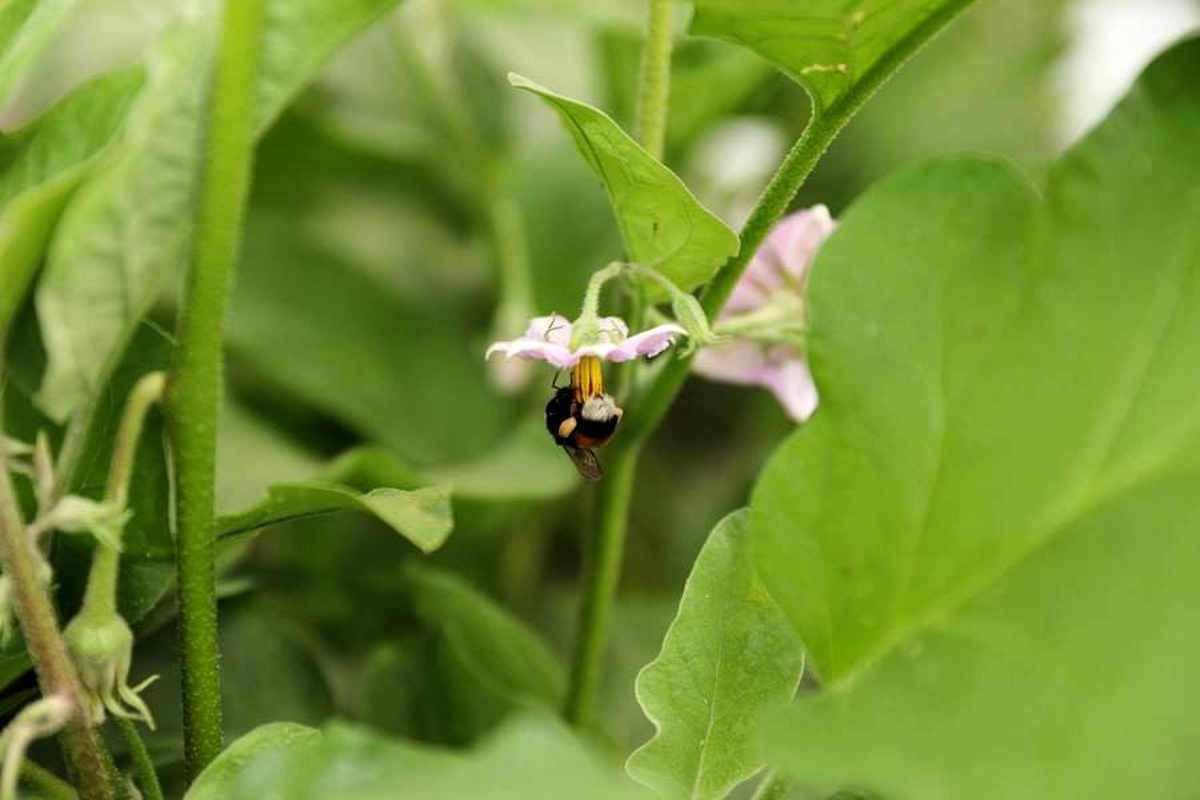 Ordu tarımda verim ve kaliteyi \'bombus arısı\' ile arttıracak