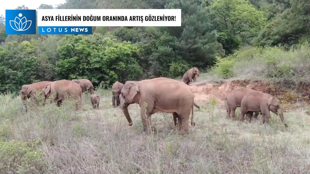 Video: Çin\'deki Gelişmiş Koruma Çabaları Sonucu Asya Fillerinin Doğum Oranında Artış Gözleniyor