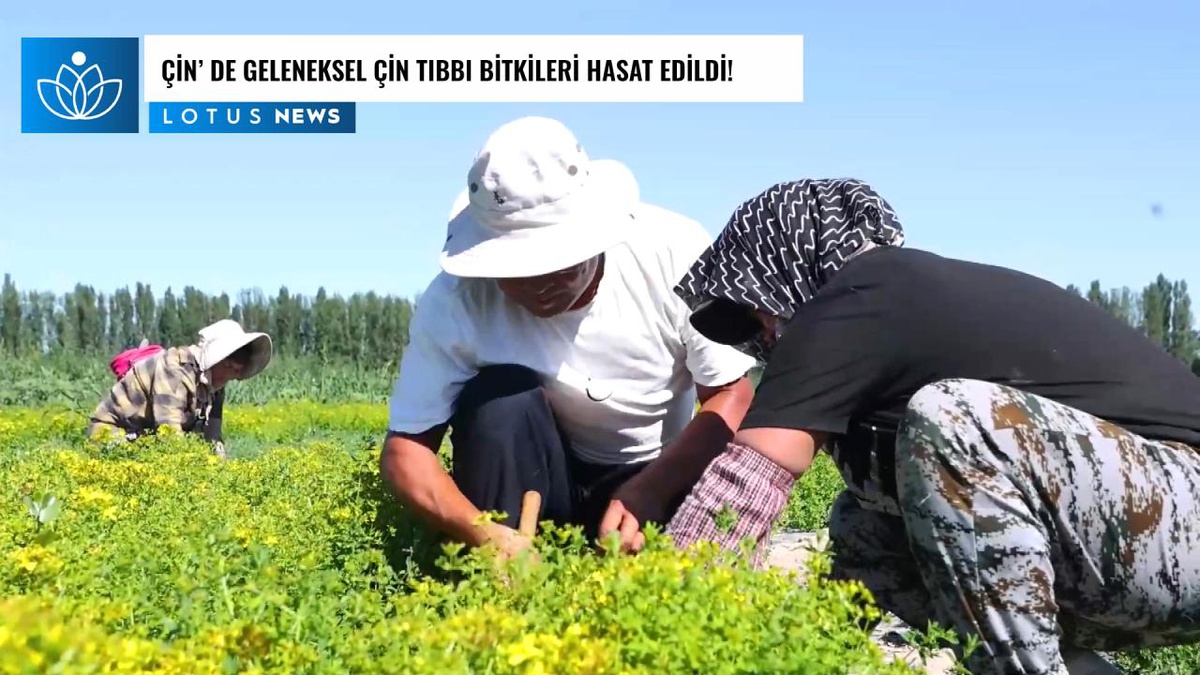 Video: Çin\'in Kuzeybatısında Geleneksel Çin Tıbbı Bitkileri Hasat Ediliyor