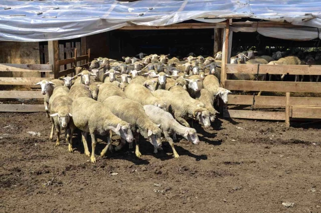 10 bin TL aylıkla çoban bulamayan koyun sahibi 'Böyle giderse bırakacağım' diyerek isyan etti