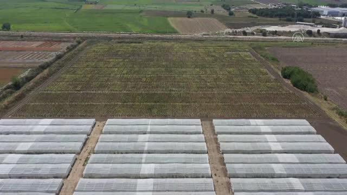 Edirne\'de 3 yeni hibrit ayçiçeği çeşidi geliştirildi