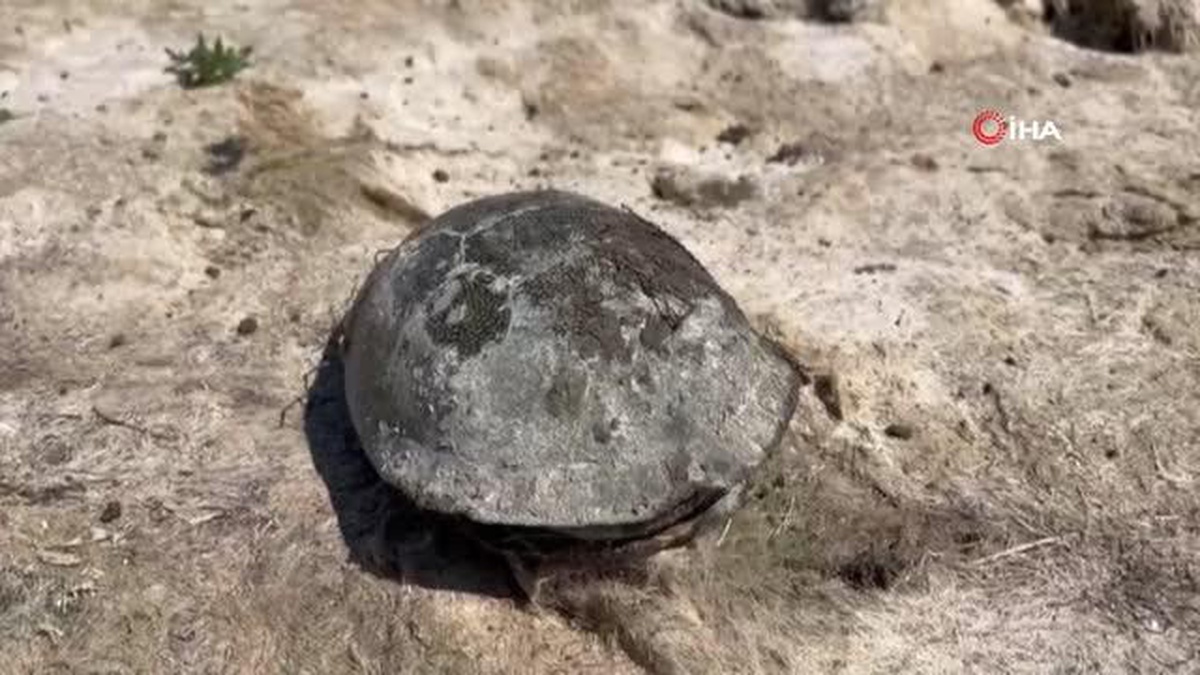 3 yıl önce yüzülen akarsu kurudu