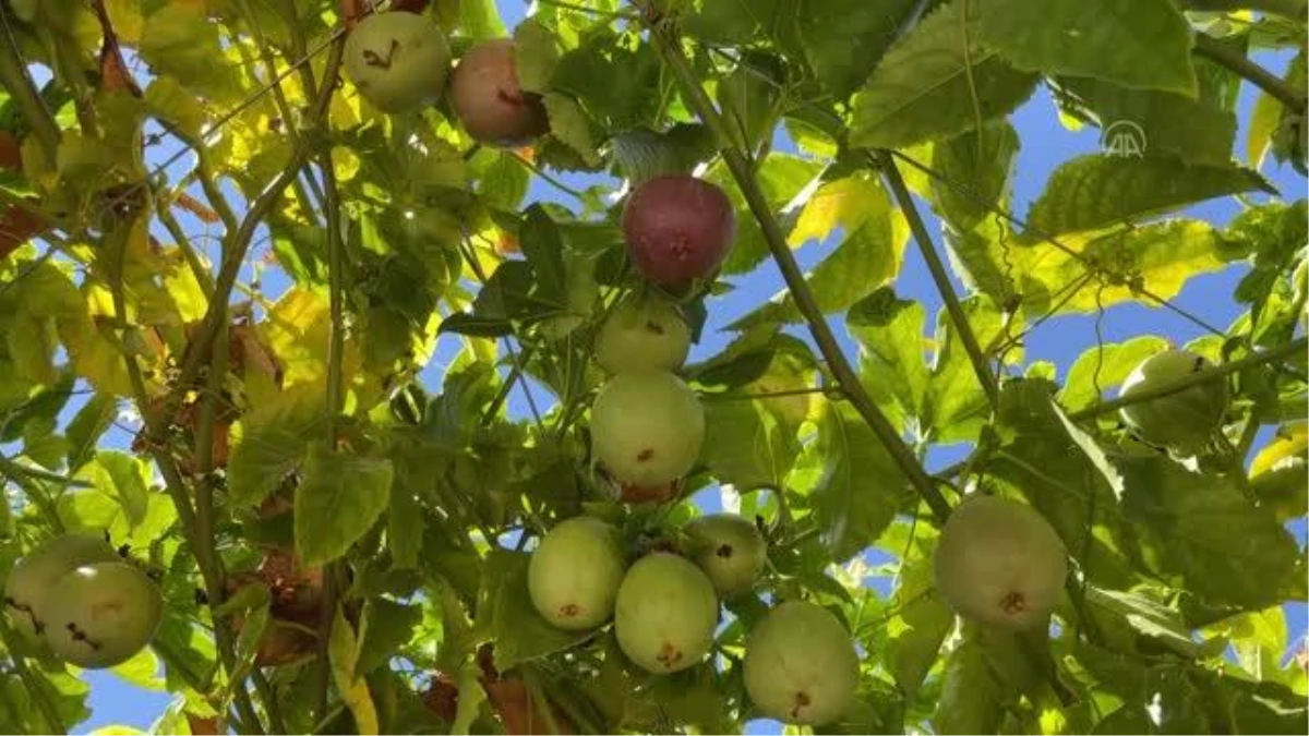 Alanya\'da yetiştirilen tropikal meyve çarkıfelekte üretim alanı 50 dekarı geçti