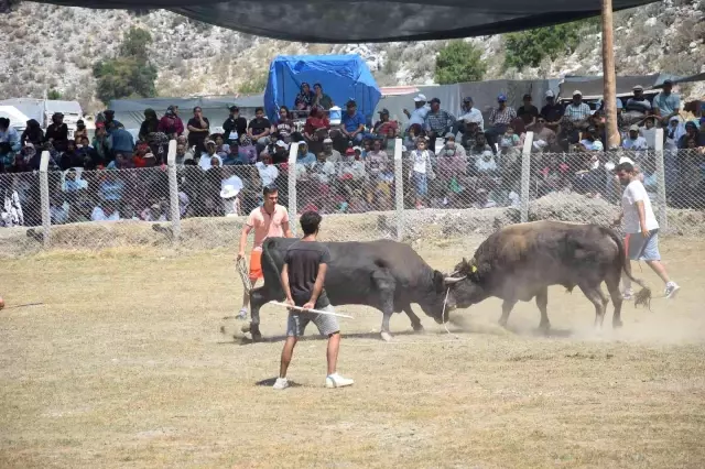 Güreş alanı dışına çıkan boğalar seyircilerin arasına daldı