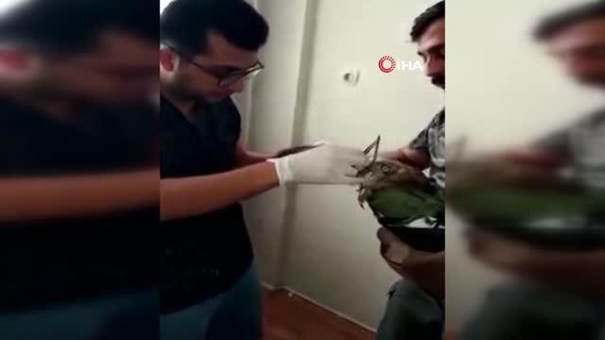 Avladığı yılanı yutamayıp fenalaşan kartal doğaya salındı