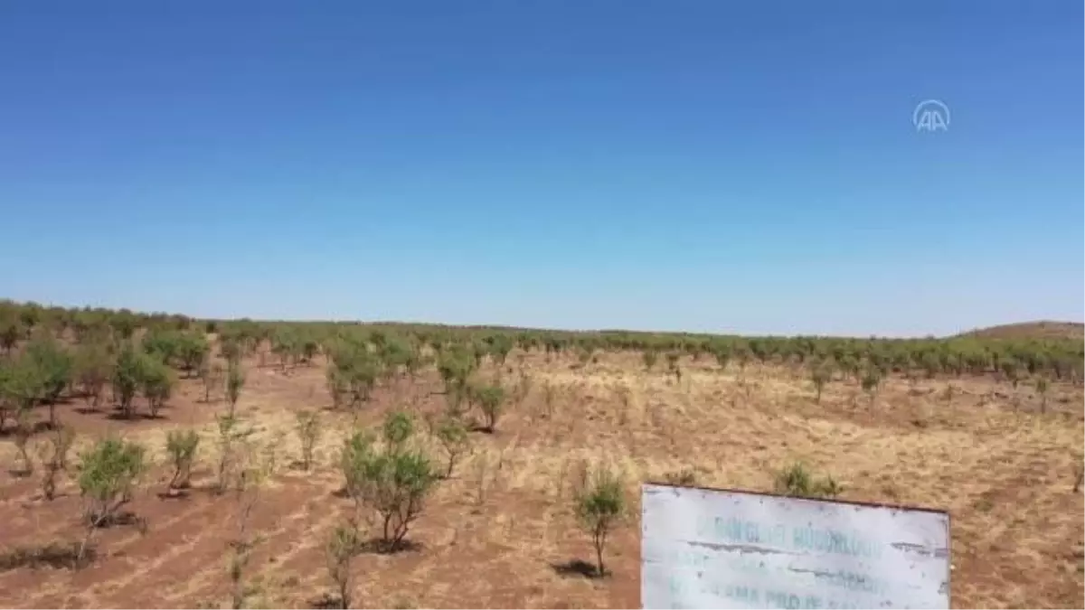 Bal ormanlarıyla bitki örtüsü zenginleşen Karacadağ\'da bin ton bal hasat edildi