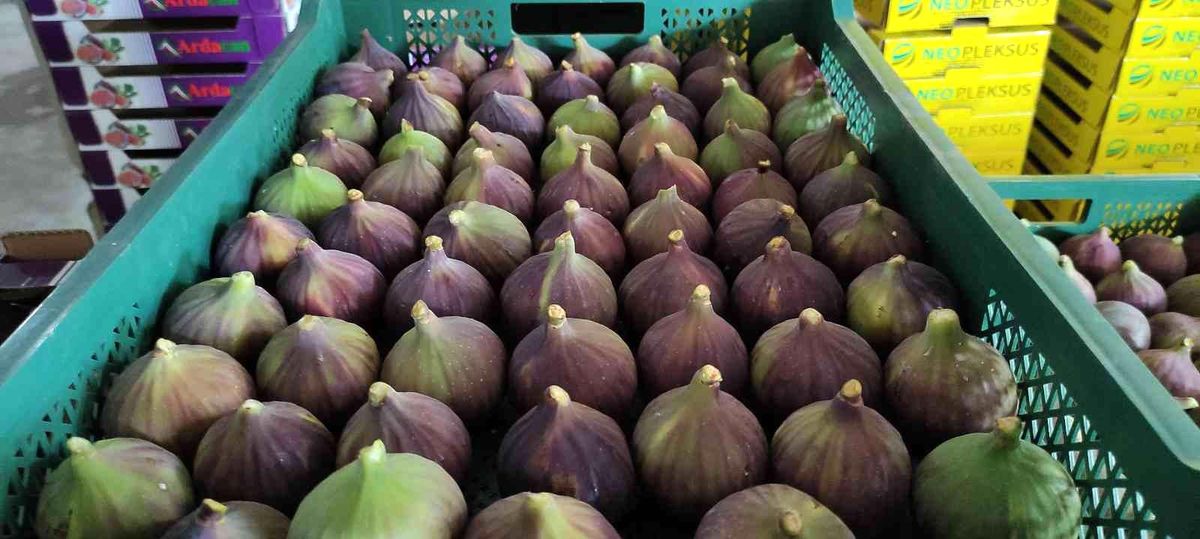 Dünyaca ünlü Kraliçe İnciri\'nde aracı oyunu