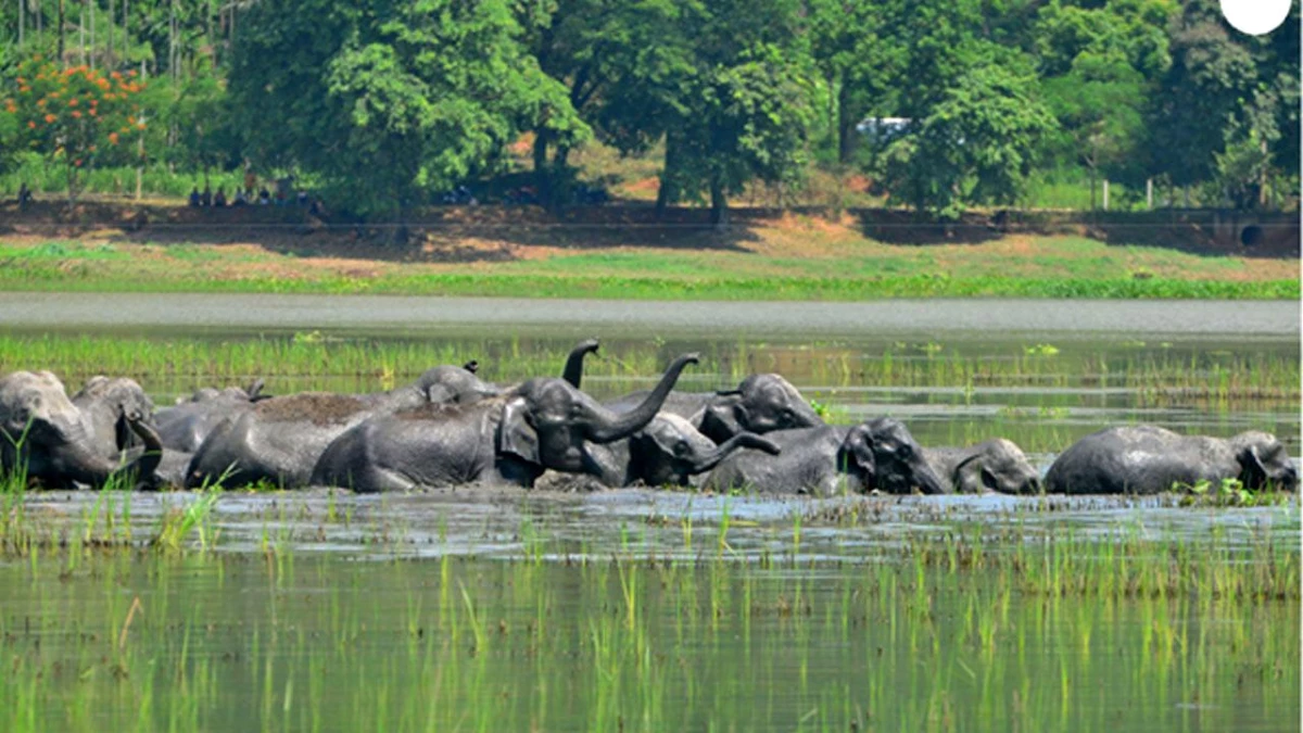Hindistan\'da Sulak Alanda Serinleyen Vahşi Asya Filleri