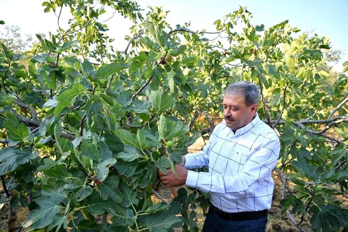 İncir hasadı devam ediyor