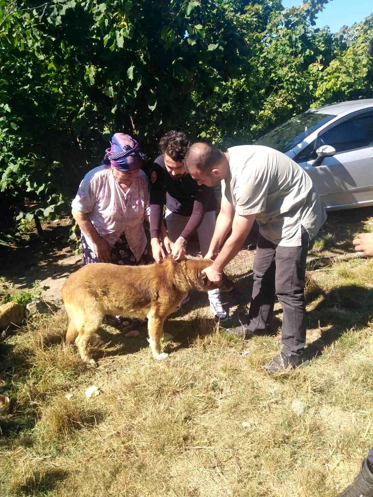 İnebolu\'da 235 adet sokak köpeğine kuduz aşılaması yapıldı