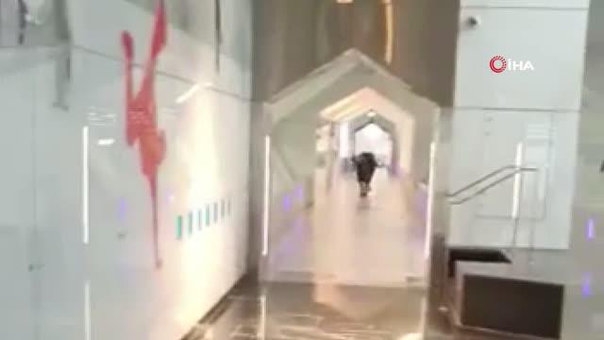 İsrail\'de öfkeli boğa bankaya girdi