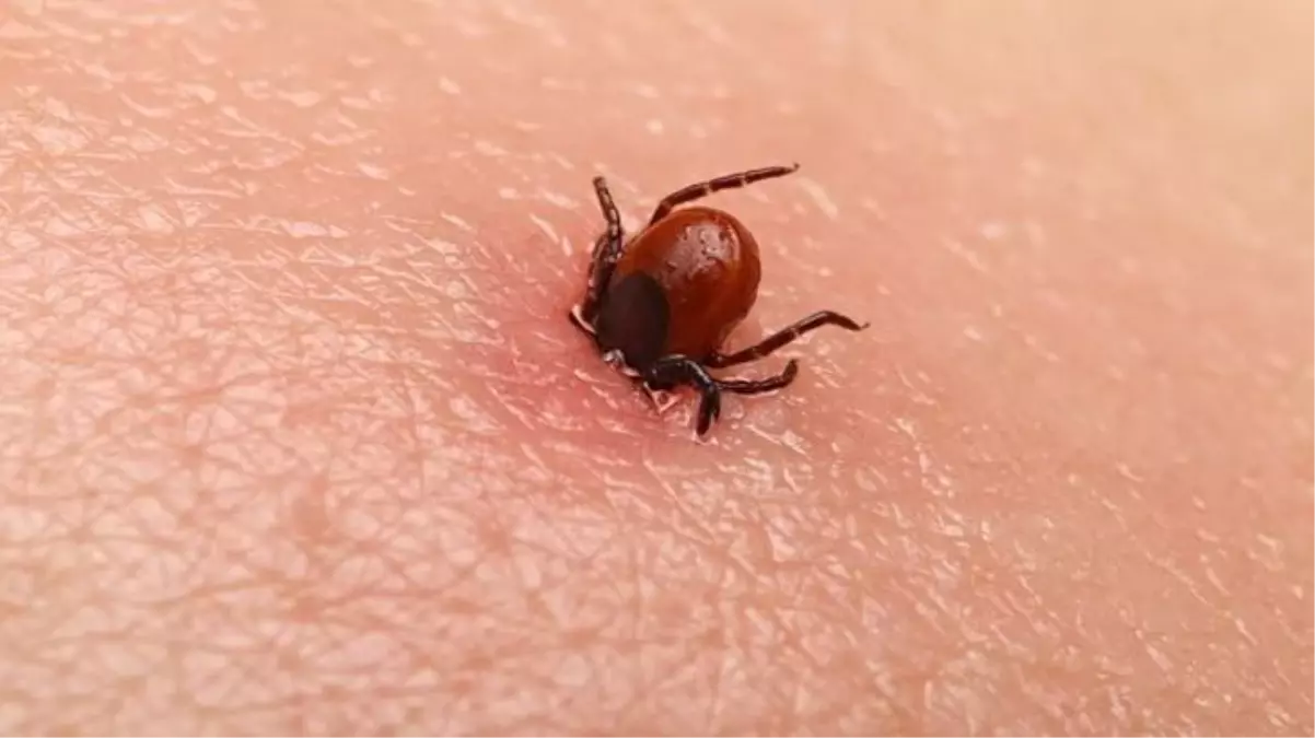 Kene kabusu yeniden mi başlıyor? İki kişi KKKA hastalığı nedeniyle hastaneye kaldırıldı