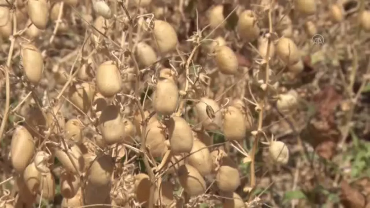 Nohut üretiminde bu yıl yüzde 22,1\'lik artış bekleniyor