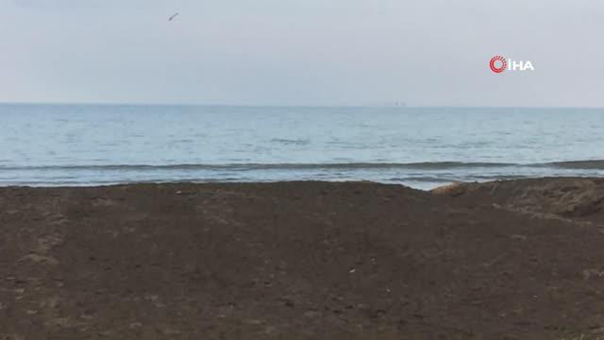 Ordu\'da yunuslar görüntülendi