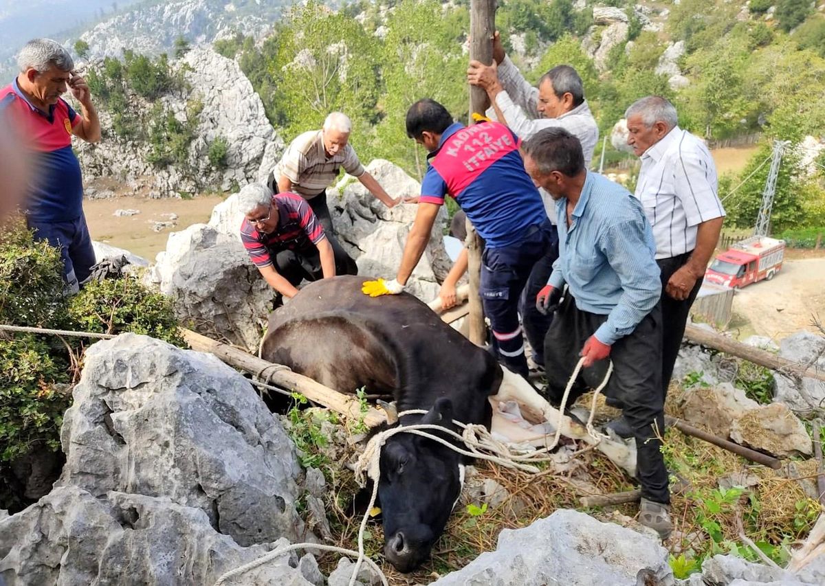 Otlanırken kayaların arasına düşen ineği itfaiye kurtardı