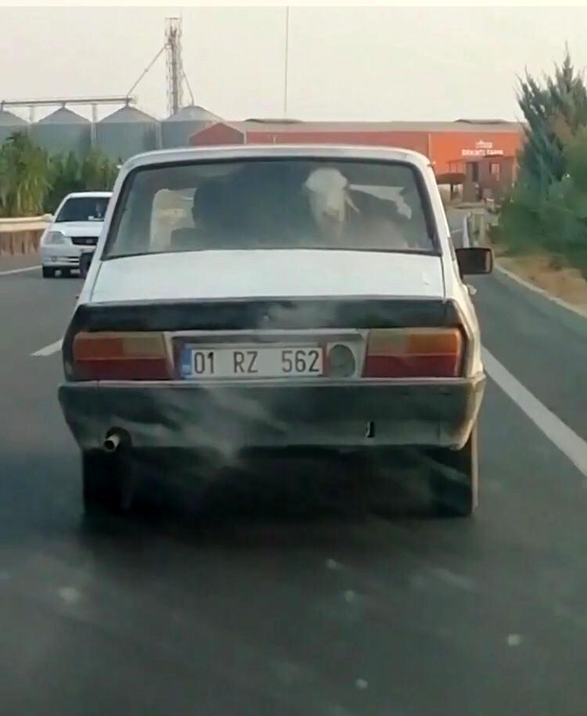 Otomobilin arka koltuğunda buzağı taşıdılar