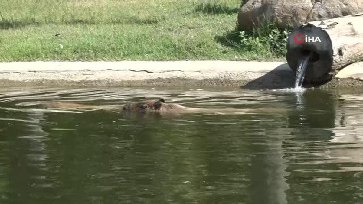 Sıcaktan bunalan hayvanların buzlu meyve keyfi