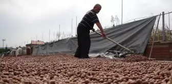 Trabzon'da fındık alımında 'kurutma' rötarı; sahil yolu harman oldu