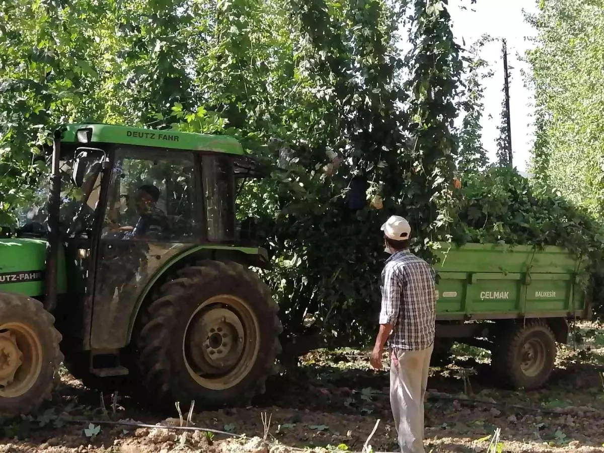 Türkiye\'de sadece Bilecik\'te yetişiyor