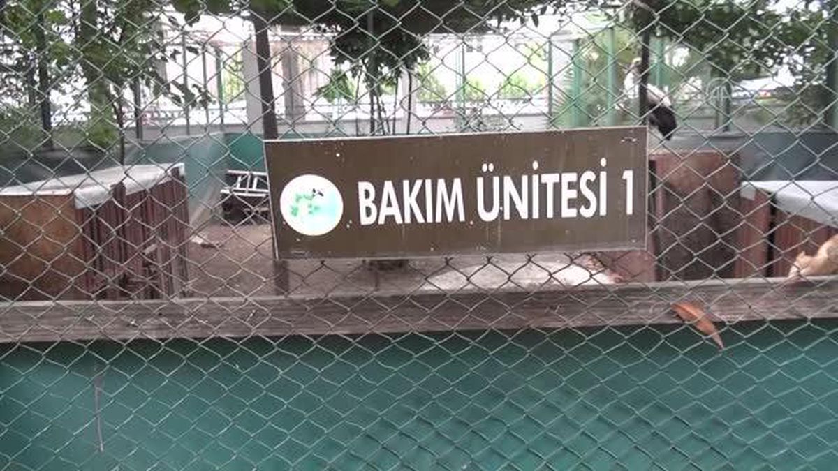 Osmaniye\'de yaralanan 2 leylek tedaviye alındı