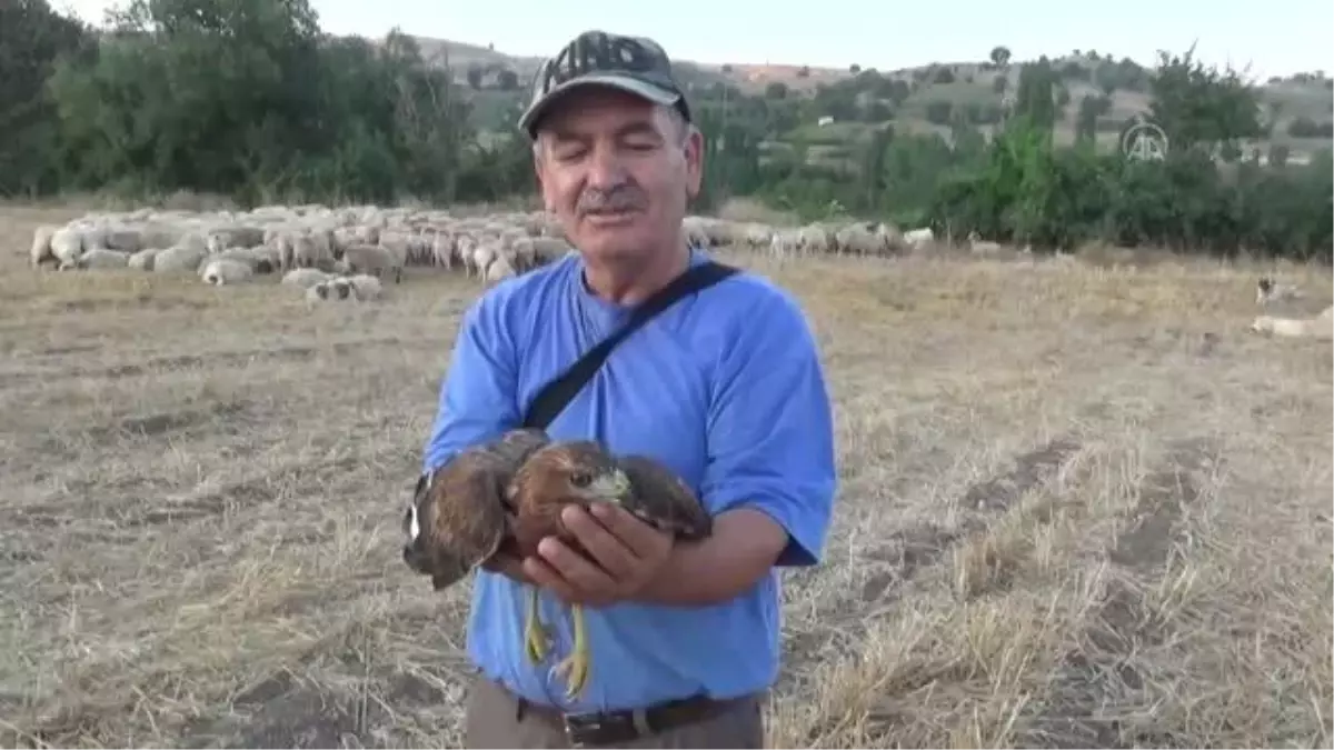 Amasya\'da yaralı şahin tedavi altına alındı