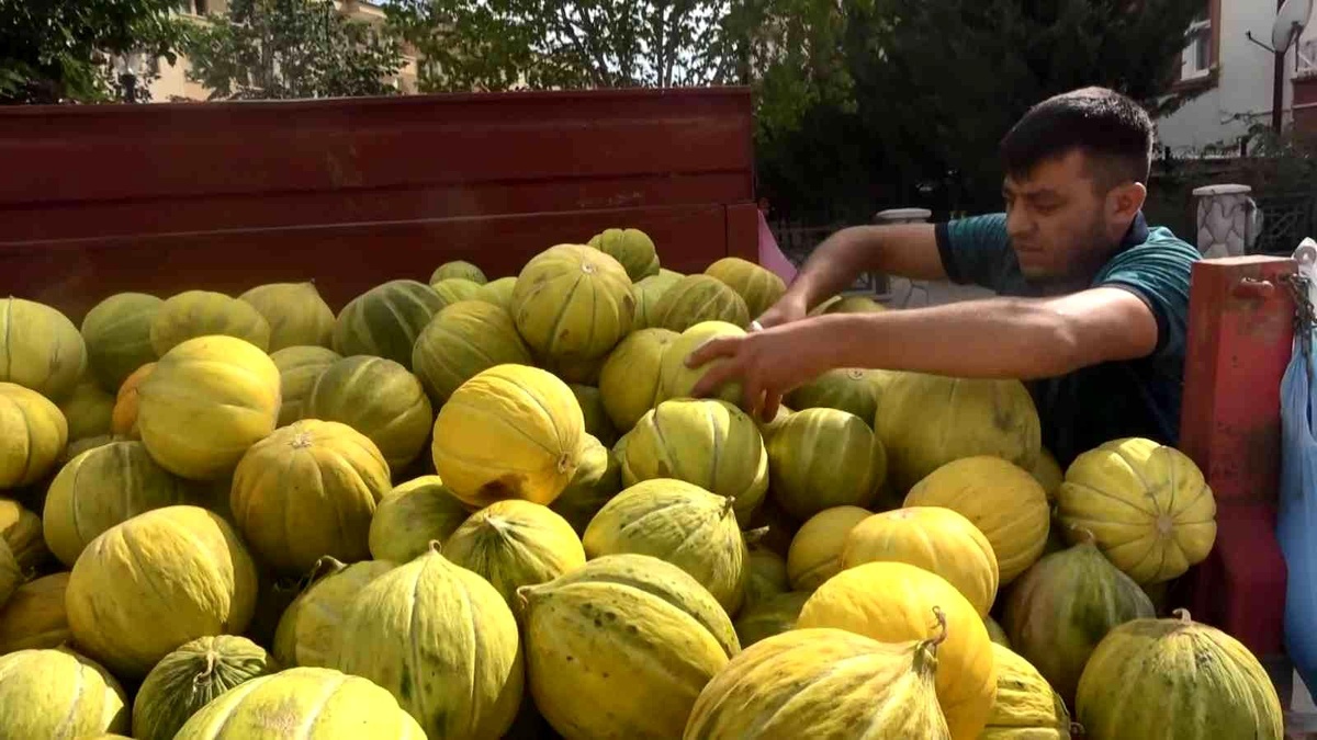 Çankırı\'nın meşhur kavunu tezgahlarda yerini aldı