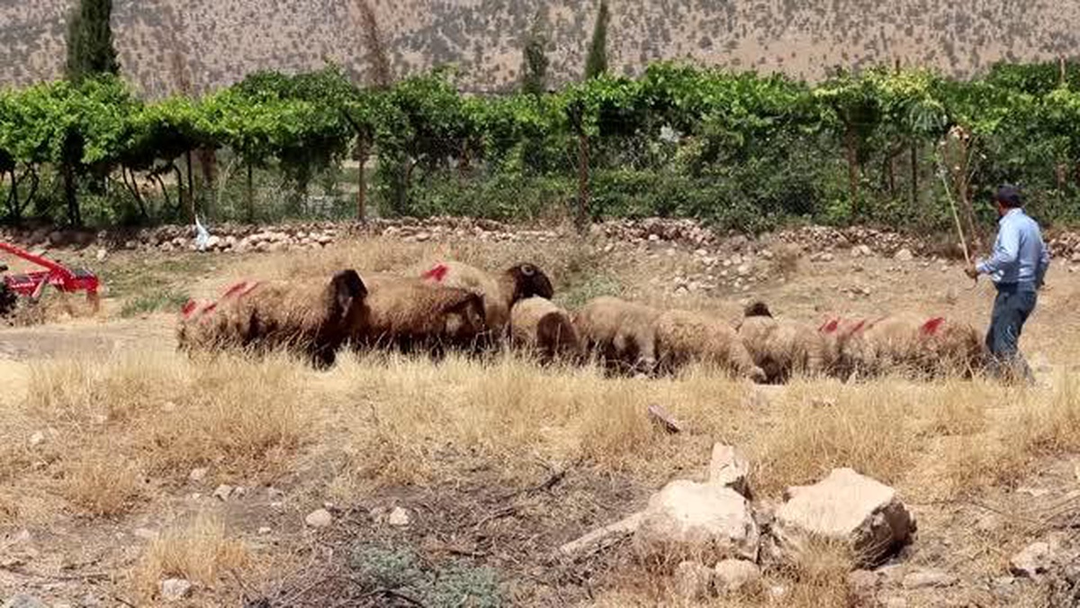 Siirt\'te devletten hibe desteği alan genç çiftçilere küçükbaş hayvan dağıtıldı