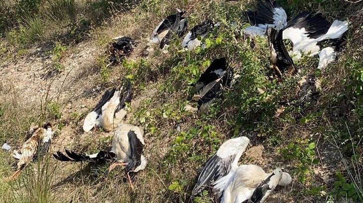 İstanbul\'da korkunç manzara! Göç yolundaki yüzlerce leylek can verdi