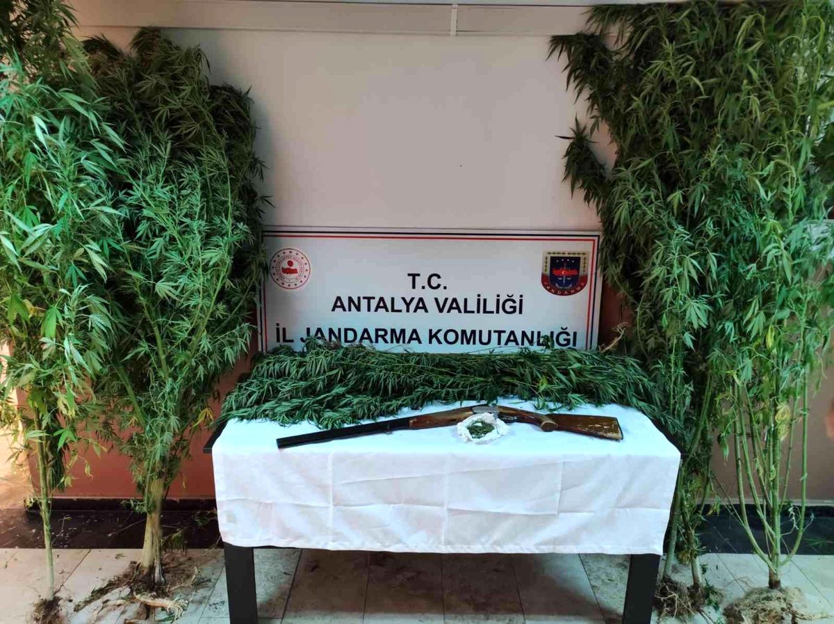 Jandarmadan Döşemealtı\'nda kenevir baskını
