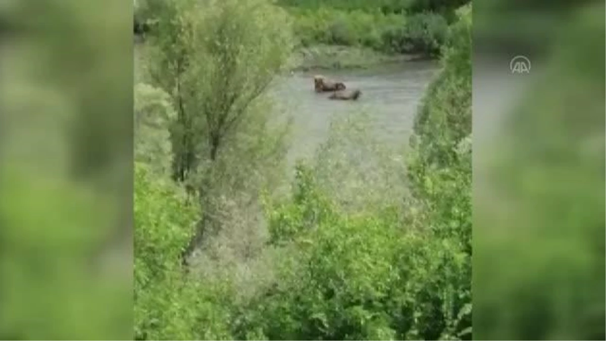 Erzincan\'da nehirdeki çamura batan iki ineği AFAD kurtardı
