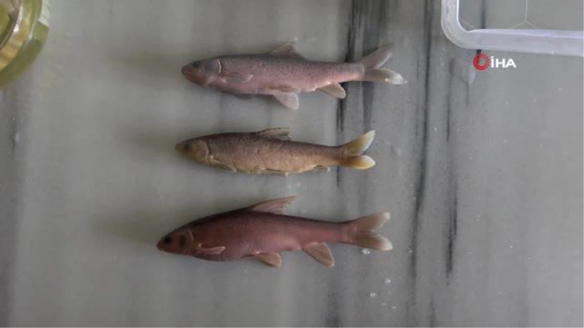 Rizeli akademisyenler dünya balık faunası için 5 yeni sazan cinsi keşfetti