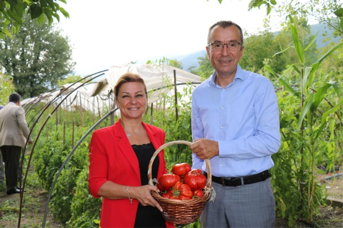 Safranbolu\'nun coğrafi işaretli domatesi "maniye"nin hasadı başladı