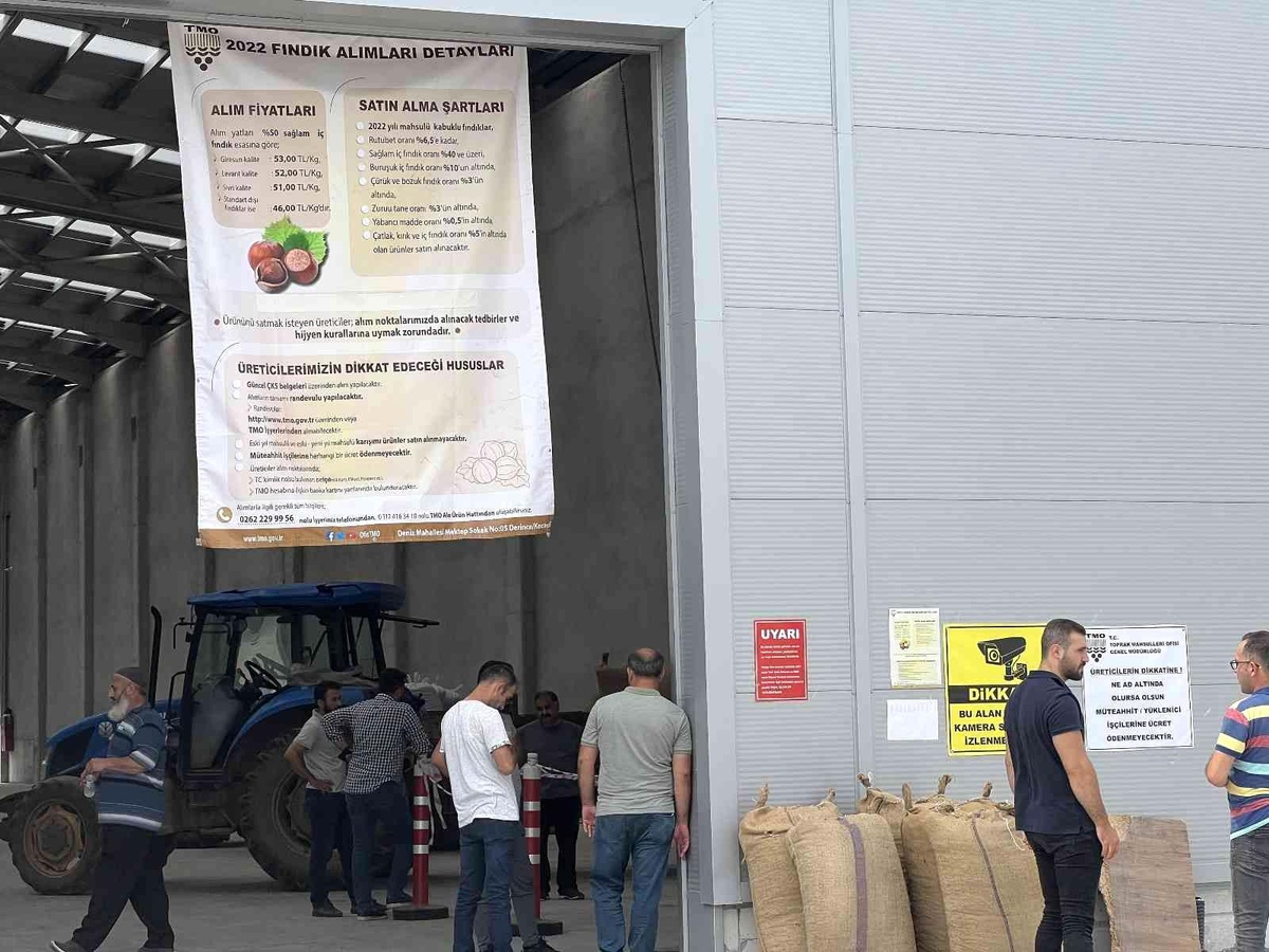 TMO Düzce\'de fındık alımına başladı