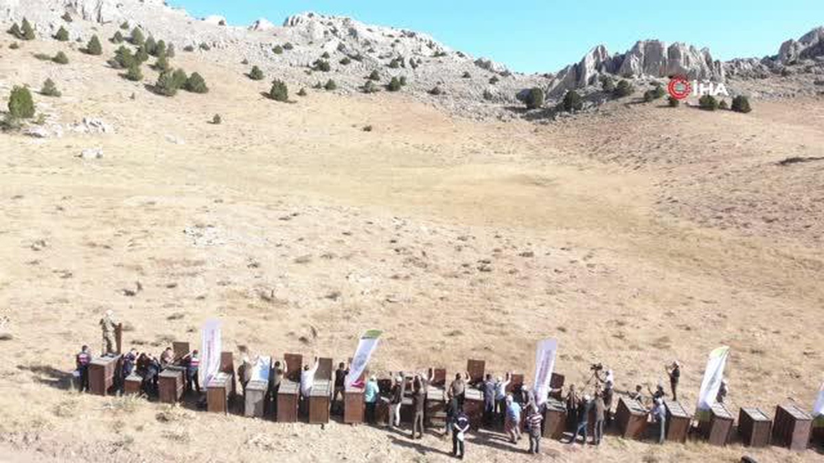 Yaban koyunları doğaya salındı