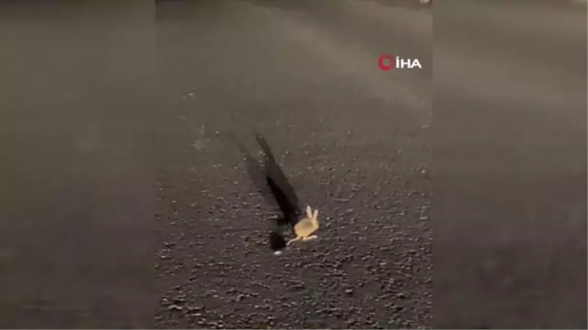 Yüksekova'da 'Arap Tavşanı' görüntülendi