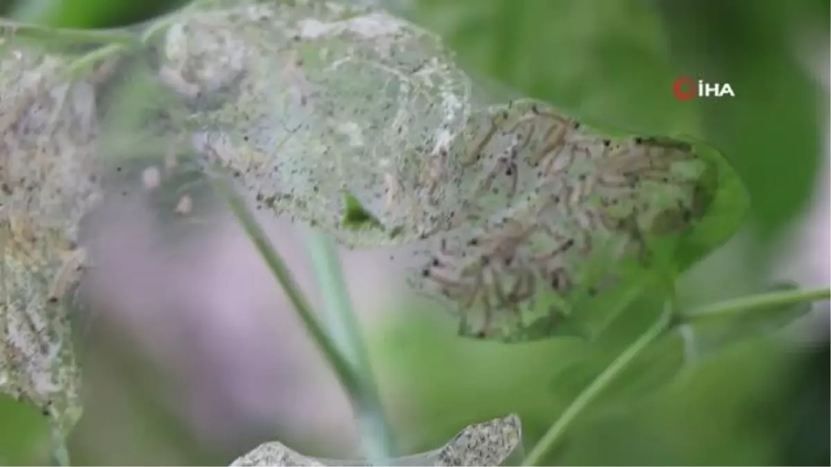 Ağaçlarda 'Amerikan beyaz kelebeği' istilası