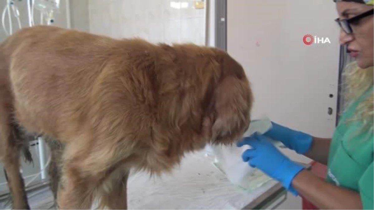 Bursa\'da ormana bırakılan cins köpeğin meme kanseri tedavisi devam ediyor