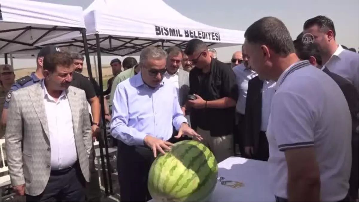 DİYARBAKIR - Ağırlığıyla yarışacak karpuzlarda hasat başladı