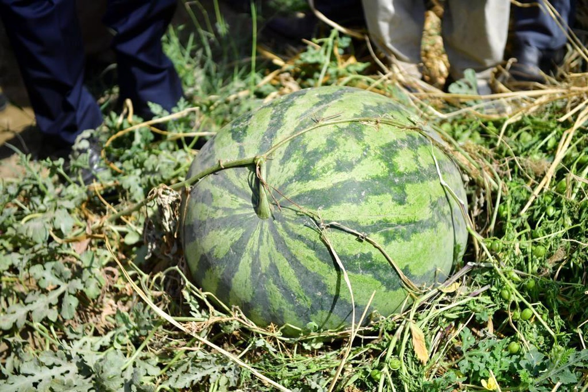 Diyarbakır\'da 30 bin dekarda 121 ton karpuz hasadı