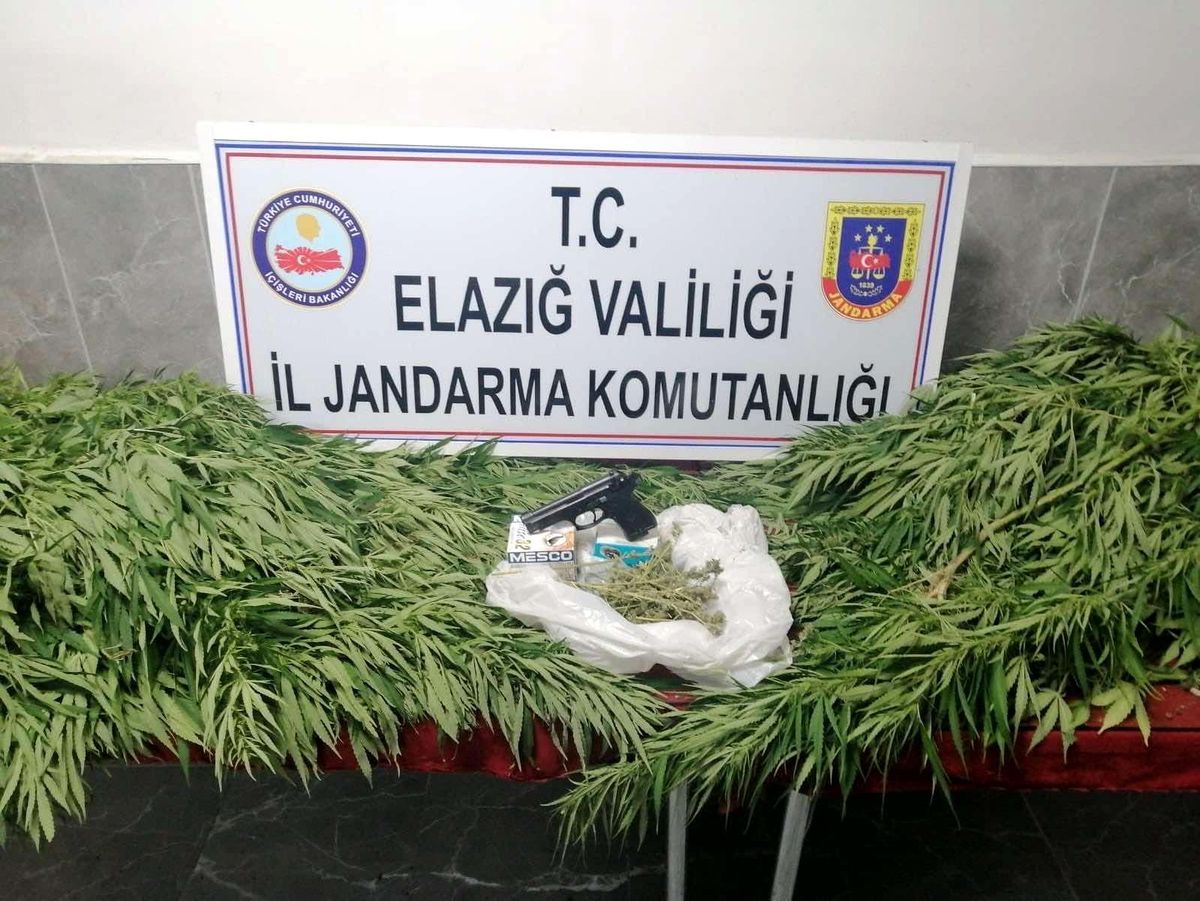 Elazığ\'da 119 kök kenevir ele geçirildi