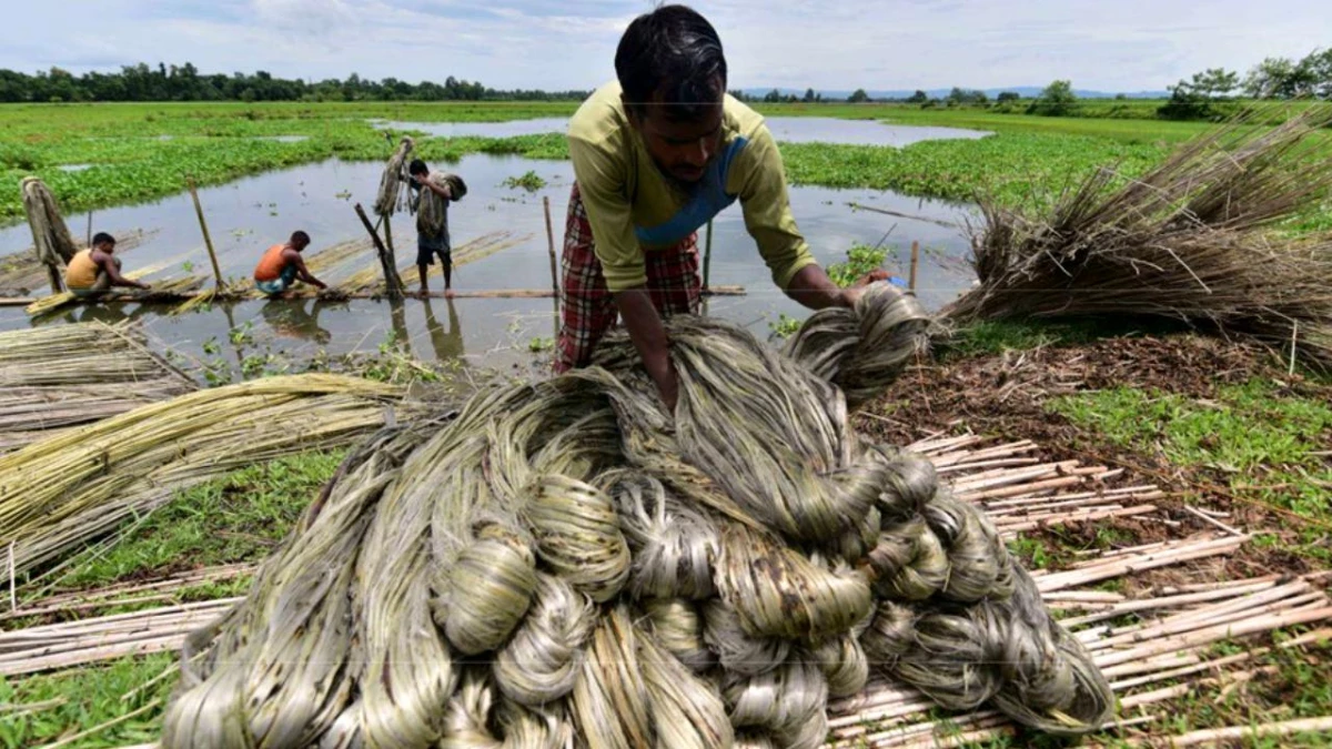 Hindistan\'da Hint Kenevirinden Lif Çıkaran Çiftçiler