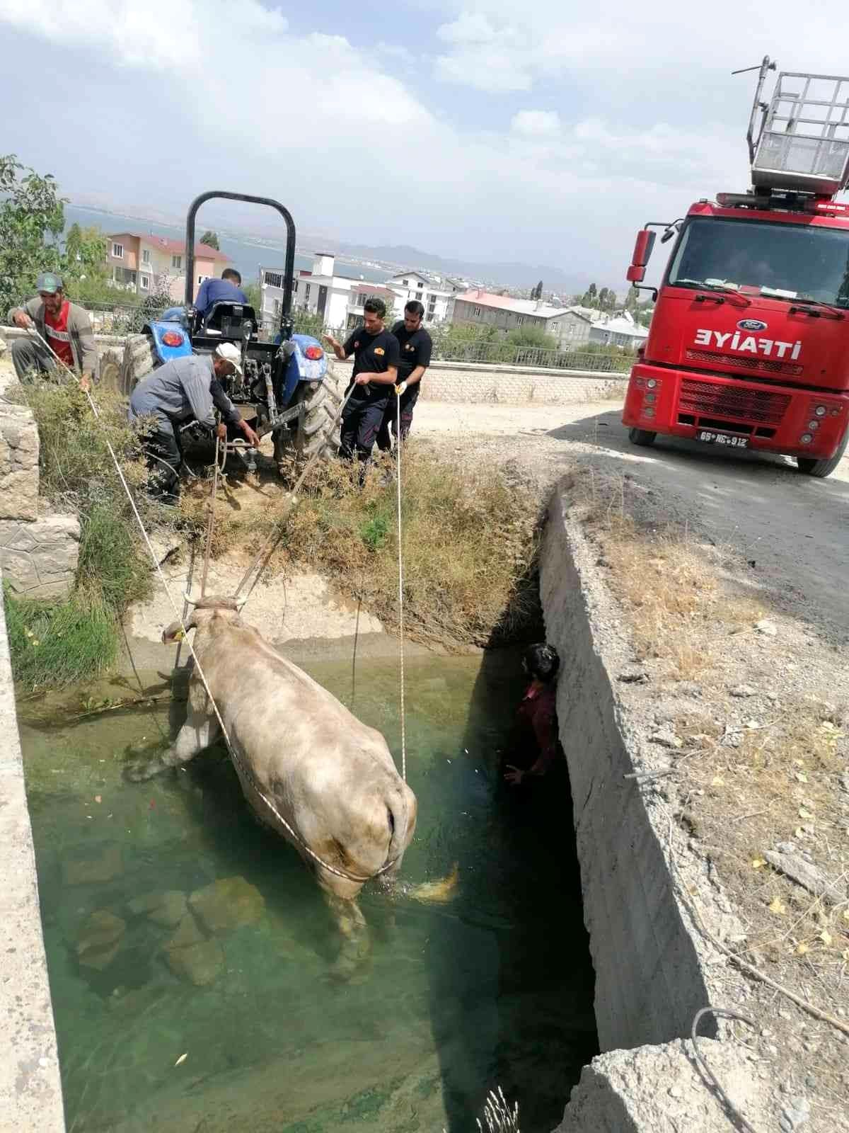 Kanala düşen ineği itfaiye ekipleri kurtardı