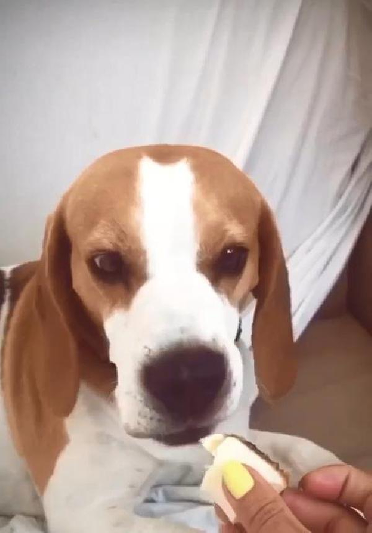 KEMERBURGAZ\'DA KÖPEK MEZARI TAHRİP EDİLDİ
