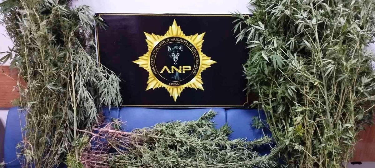 Kenevir yetiştiren 1 şahıs tutuklandı