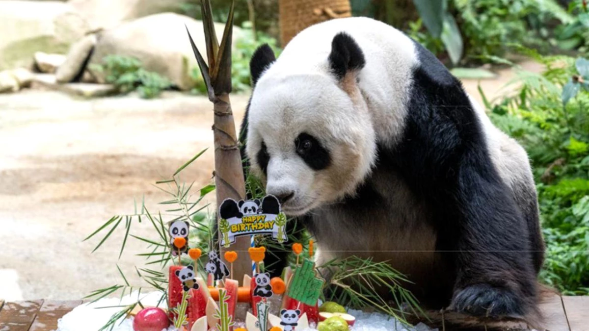 Malezya\'daki Hayvanat Bahçesinde Dev Pandaların 16\'ncı Doğum Günü Kutlandı
