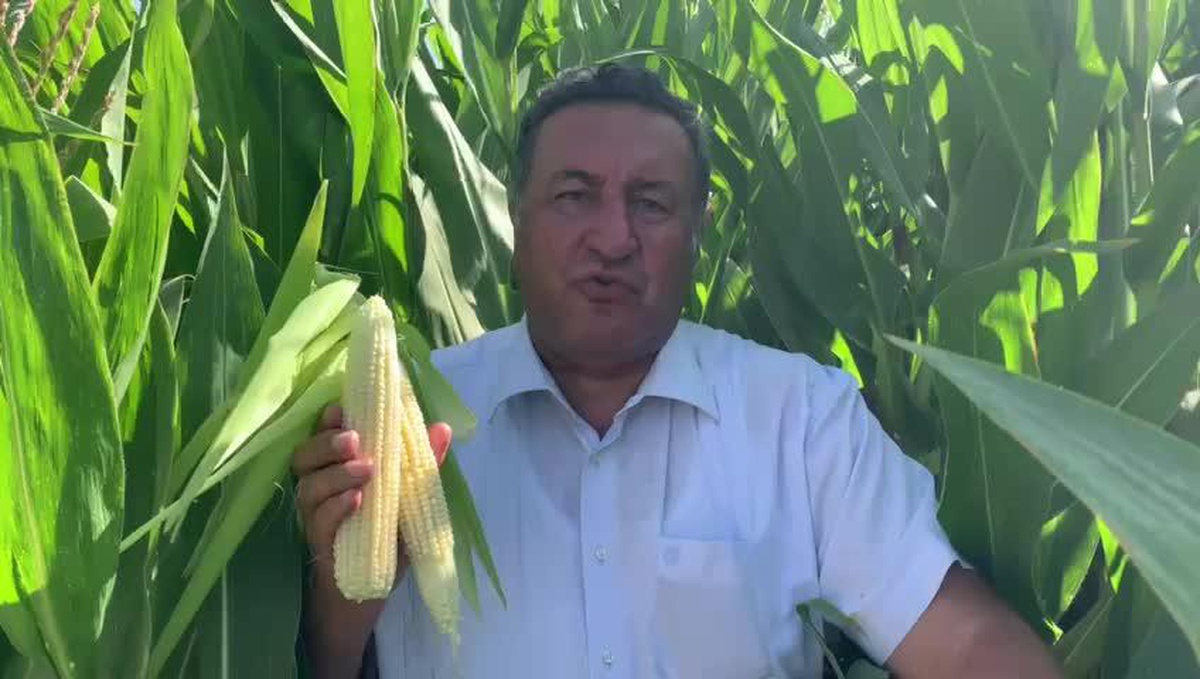Ömer Fethi Gürer: Yeniden Değerlendirme Yapılarak Mısırda Taban Fiyat 7 TL Olarak Belirlenmeli